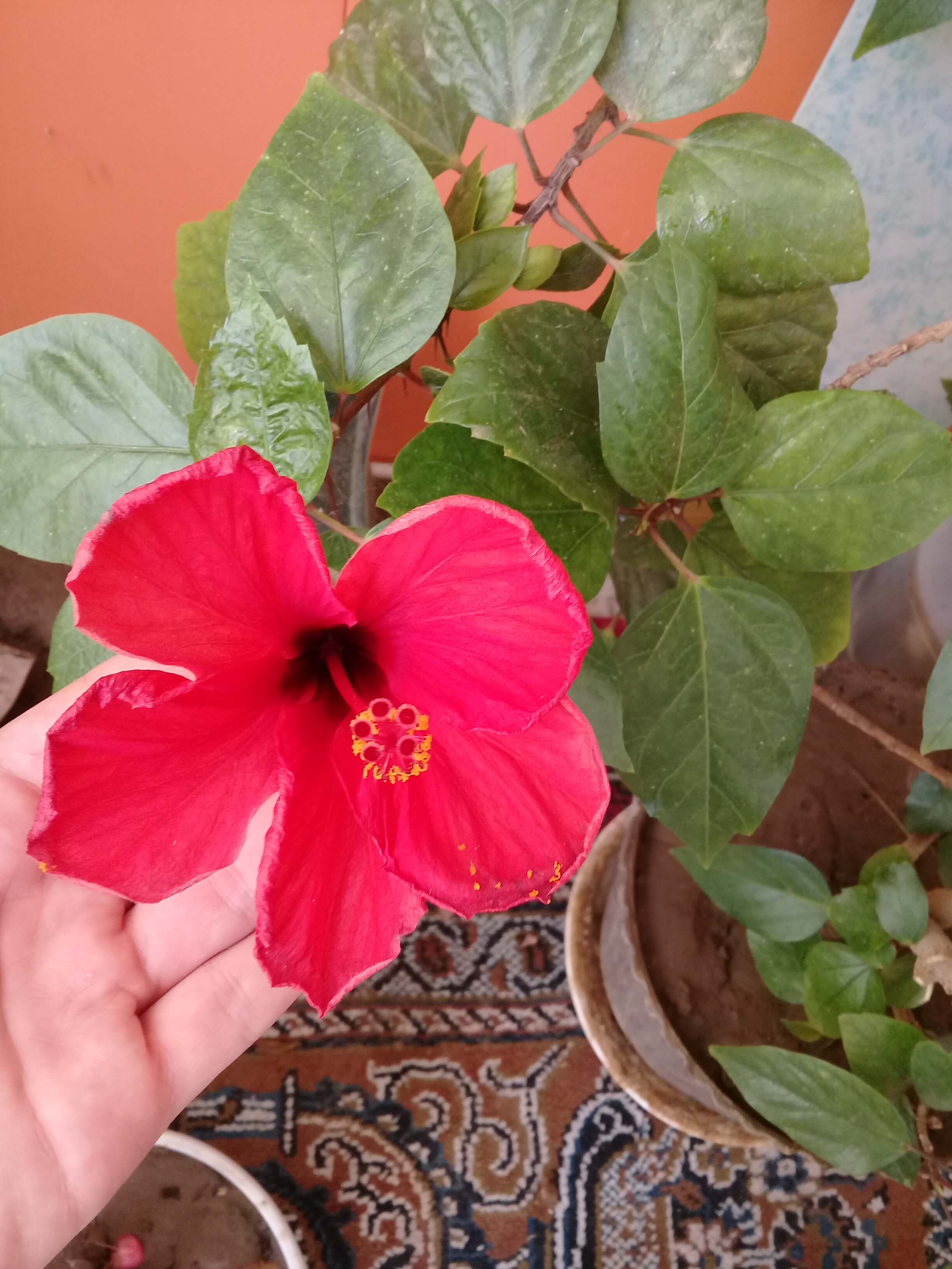 برای مشاهده کلیک کنید