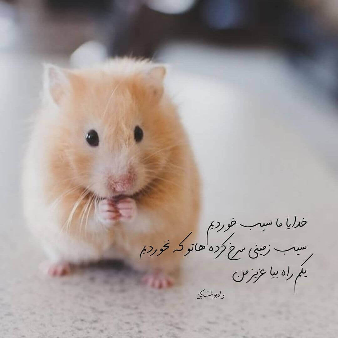 برای مشاهده کلیک کنید