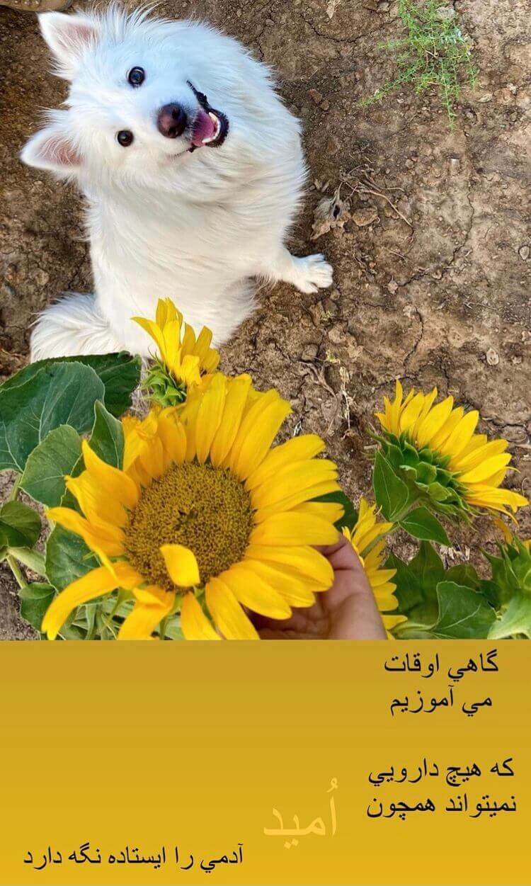 برای مشاهده کلیک کنید