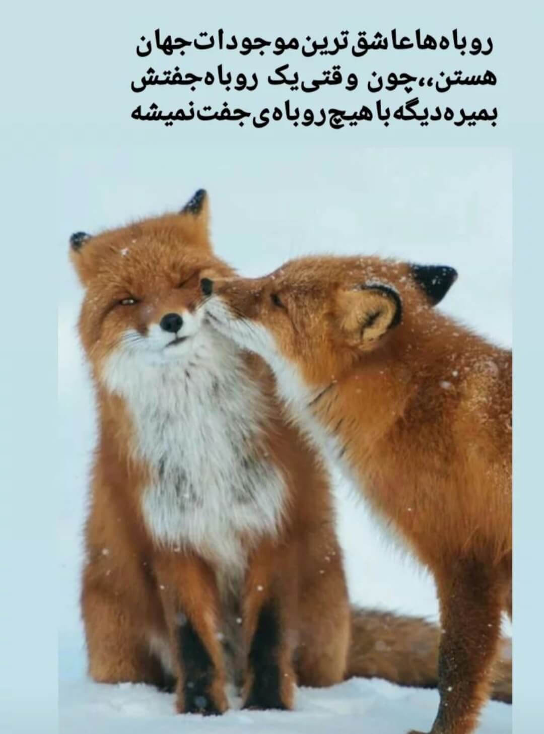 برای مشاهده کلیک کنید
