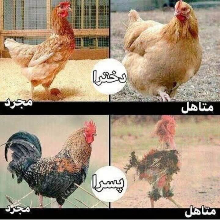 برای مشاهده کلیک کنید