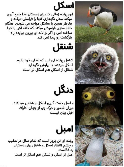برای مشاهده کلیک کنید