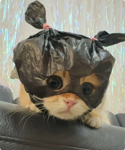 نمایش عکس